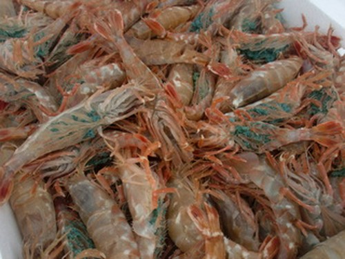 金沢港競り市場でその日に獲れた魚を仕入れ、旬のお料理に。