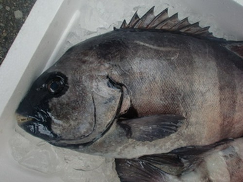 地物、輪島のイシダイ