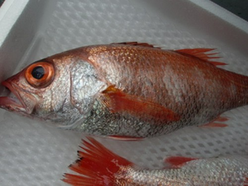 地物、輪島ののどくろ