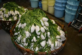 たくさんの仲間たちみんなで共に広めた京野菜