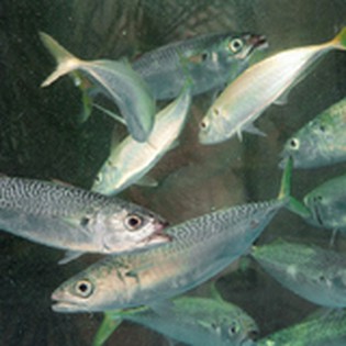 活きがよい魚たちが泳ぐ生け簀を完備