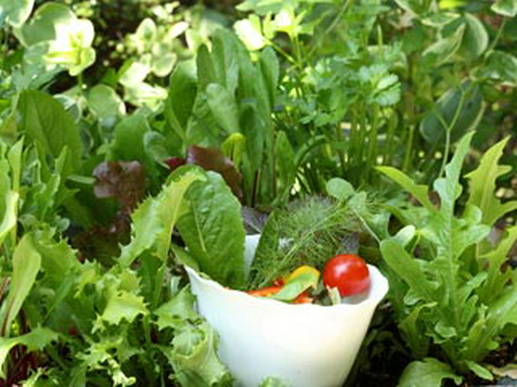 自家栽培の野菜を使用しています