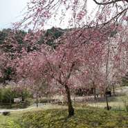 季節の野菜天ぷら