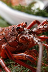 焼伊勢海老（頭は味噌汁・お吸物になります） ２人前 7000～8000円より