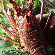 １、伊勢海老おすすめコース（当日でも注文出来るコース）