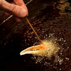 名古屋人の舌に合わせた味と、オリジナリティのある食材
