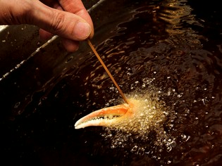 名古屋人の舌に合わせた味と、オリジナリティのある食材