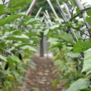 四季折々のさまざまな「食材」を用意し、食材ごとのポテンシャルを最大限引き出す方法で調理しています。“生産者と直接顔を合わせる”ということも大切にしているテーマです。