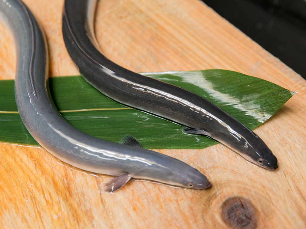 〈松〉は成魚の一歩手前の、脂はのるが、骨の少ないうなぎを使用