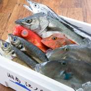刺身にした時にきっちりとカドが立つ白身の魚や濃厚な赤身の魚、しっかりと身が詰まった貝類など、選りすぐりの魚介を仕入れています。獲れたて新鮮な魚介は、食感も旨味も異なります。
