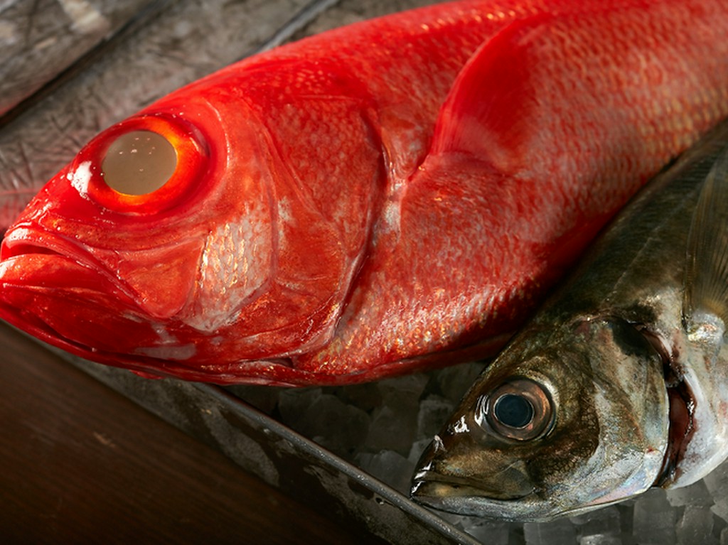 環境に配慮しつつ仕入れた、鮮度抜群の魚介類