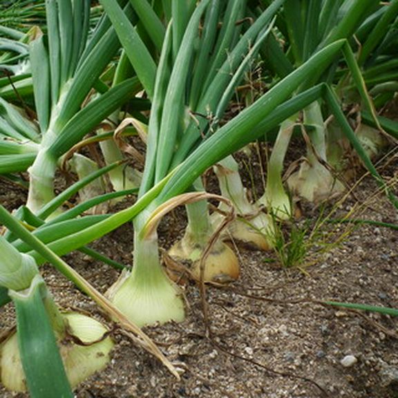 「inthepark」だけのメニュー埼玉ローカル素材!!