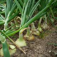 埼玉県各地域の畜産農家と提携し、地元ならではのローカル素材にこだわりました。有名な「深谷ネギ」や「川越イモ」、平飼い完全放し飼いで飼育された地鶏の「玉軍鶏」、埼玉ならではの食材を旬ごとに仕入れます。