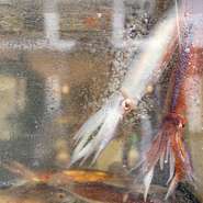 漁港直送の魚は鮮度が違う。水槽で泳いでいる魚を店内で活け締め