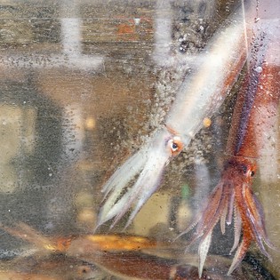 漁港直送の魚は鮮度が違う。水槽で泳いでいる魚を店内で活け締め