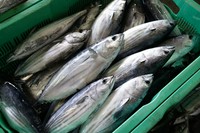 一本ずつ丁寧に釣り上げられた鰹が､海からまっすぐ店へ｡
｢獲れたてを届ける｣という港の常識を､都市の酒場で再現｡
生産者の情熱と技術を､料理を通じてお客様へお届けします｡