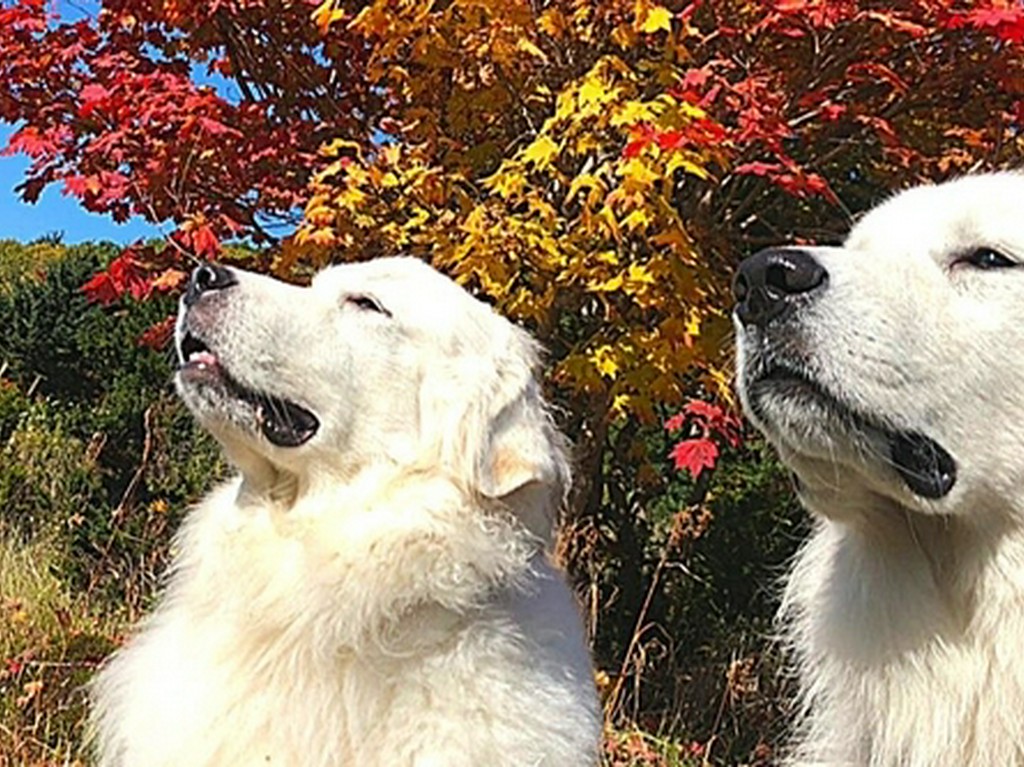 わんちゃんたちも幸せに過ごしてほしいという想いをこめて