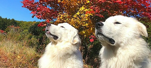 わんちゃんたちも幸せに過ごしてほしいという想いをこめて