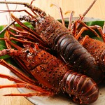 ・食前酒
・先付
・伊勢海老入りの刺身
・焼物（塩タタキ）
・揚物
・伊勢海老入りの雑炊 または 伊勢海老入りうどん

※仕入れ状況により、お料理内容が変更になる場合がございます。