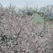 花カフェからの桜の景
