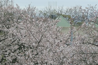 花カフェからの桜の景