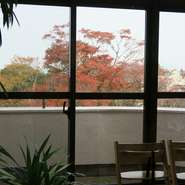 秋色に染まる窓越しのケヤキ