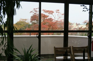 秋色に染まる窓越しのケヤキ