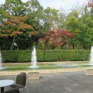 花カフェ下の噴水広場のヤマモミジも色づき始めました。