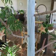 花カフェのスタッフで手作りのクリスマスツリーを作りました。自然の素材で優しくできています。