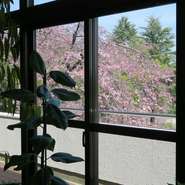 カフェから見えるしだれ桜の景