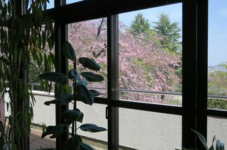 カフェから見えるしだれ桜の景