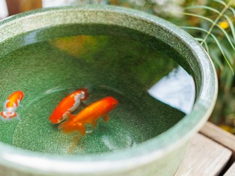 ゲストの訪れを待つ看板娘のランチュウ