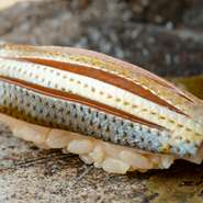 素材の魅力を引き出すため、江戸時代から現代にかけて職人たちが探求を繰り広げてきた一貫。店主が今宵ゲストへと届ける一貫にも、多くの職人たちから受け継いだ想いが込められています。