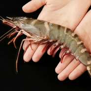 衝撃の大きさです（笑）