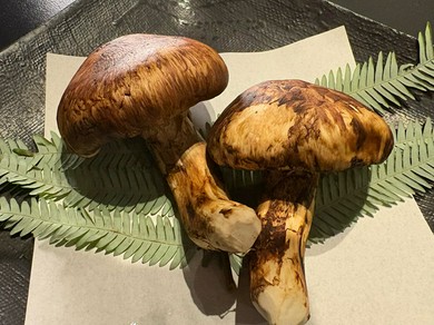 秋旬の松茸などお召し上がりいただけます。
