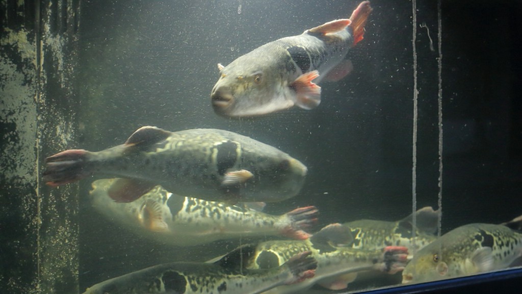 生け簀で優雅に泳ぐ、選りすぐりの活ふぐ・活蟹