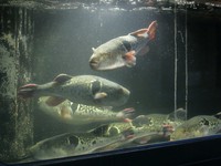 お問合せください。