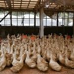 厳しい生産条件のもと、たっぷりの愛情を注いで育てているからこそのコクがあり
ジューシーな肉質と、噛めば噛むほど湧き出る深い味わいが楽しめる「土佐鴨」をぜひご賞味ください。