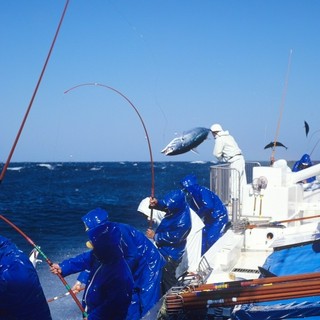 一本釣りで釣り上げた、身の締まったカツオ