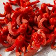  タコさん 100匹《要予約》