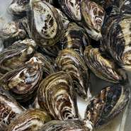 相生牡蠣 