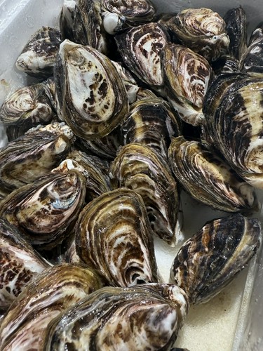 相生牡蠣 