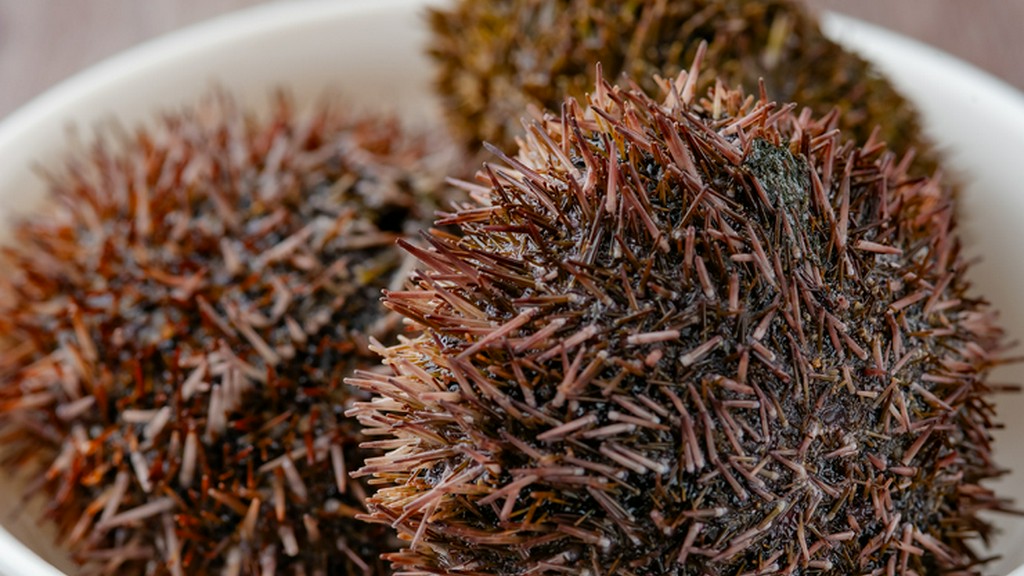 北海道各地より毎朝仕入れるこだわりのうに