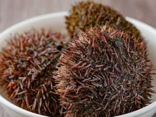 北海道各地より毎朝仕入れるこだわりのうに