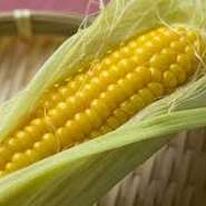 初夏には北海道産のピュアホワイトなどをご用意しております。丸ごと焼き上げた一品はもちろん、蒸し、トウモロコシの唐揚げ・トウモロコシにスープなど、北海道ならではの郷土料理も併せてお楽しみください。