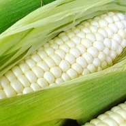 獲れたて時の糖度がメロンと同じ15度以上のピュアホワイト。キンキンに冷やしてそのまま生でお召し上がりください。