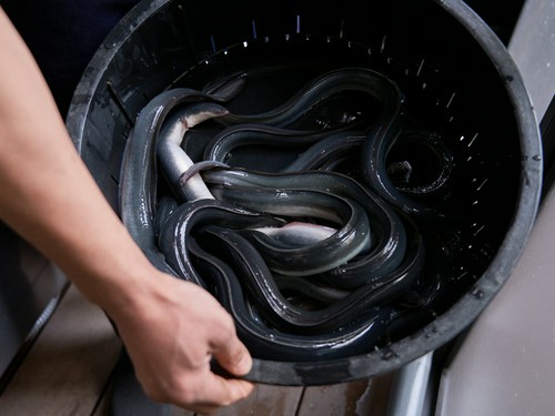 太物の養殖鰻は食べ応え抜群