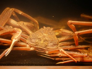 店内の水槽によって、北海道産活ズワイ蟹を鮮度を保ったまま提供