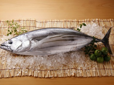 朝獲れのメジカ新子刺身(この時期にしか食べれない逸品)