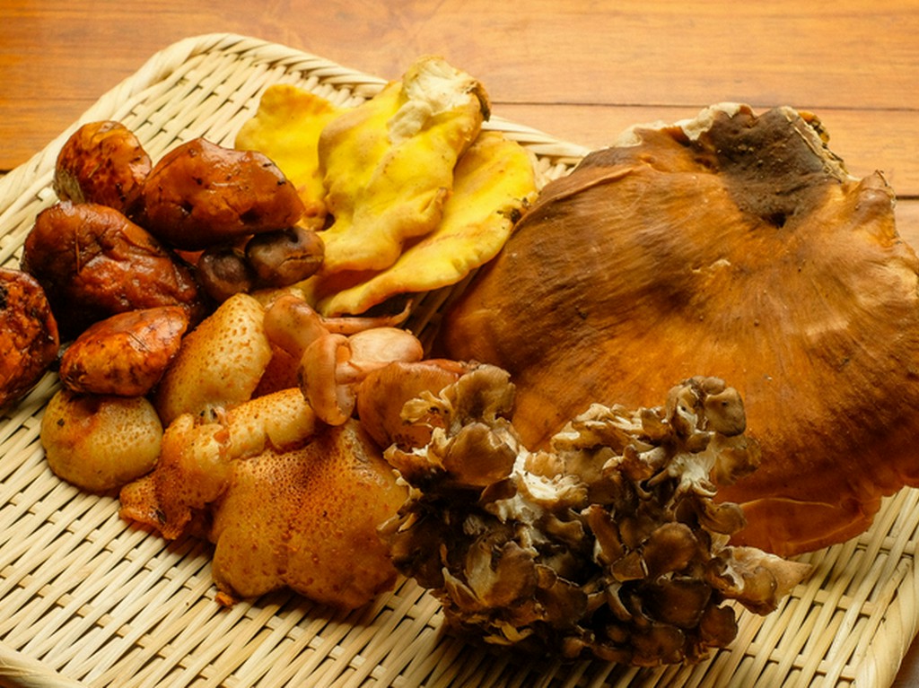 山の幸。松茸、ポルチーニをはじめ、市場に出ない希少種も